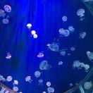 Honux在掘金的个人资料头像