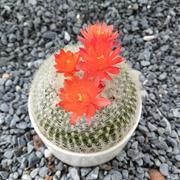 颜無的个人资料头像