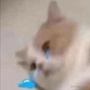 呃呃拜拜的个人资料头像