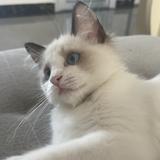 我的小猫叫大刚头像