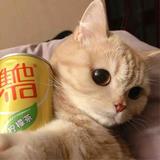AKA羊驼头像