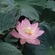 VimianC的个人资料头像