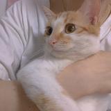 橘猫刘大宝头像