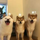 不想卖车2头像