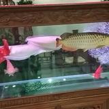 一片孤独舟头像