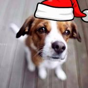 老王kc的个人资料头像