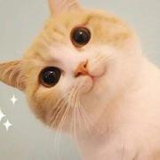 阿杜的猫的个人资料头像