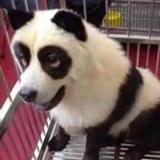 dangcg2头像
