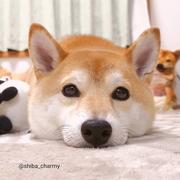 GaleLuo的个人资料头像