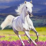 人生如梦80672头像