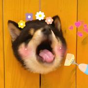 3333333992的个人资料头像