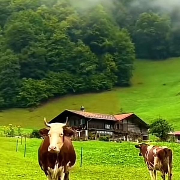 我是周周zl头像