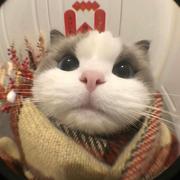 科科睡不着的个人资料头像