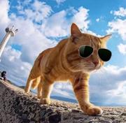 前端菜鸡小卒的个人资料头像