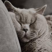 小手冰凉85的个人资料头像