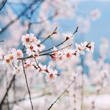 天际浮云345头像
