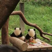 就是不明不白的个人资料头像