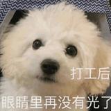 狗狗清清头像