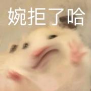 PHP_NO1的个人资料头像