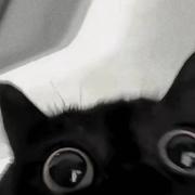 小猫儿老板的个人资料头像
