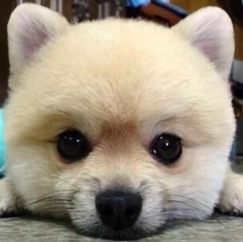 中国小飞头像
