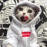 奥迪是只猫头像