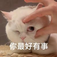 捅了猫窝头像