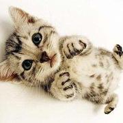 fnlearner的个人资料头像