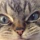 猛兽小团团头像