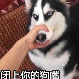 布拖酷一头像