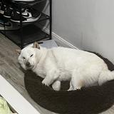 谢永强儿头像