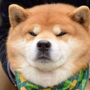 数据慢想的个人资料头像