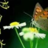 奇妙画板Ui头像