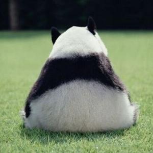 粽子爱熊猫头像
