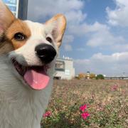 dashingli的个人资料头像