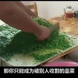 胡鲁毛吓不着头像