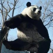 Campire的个人资料头像