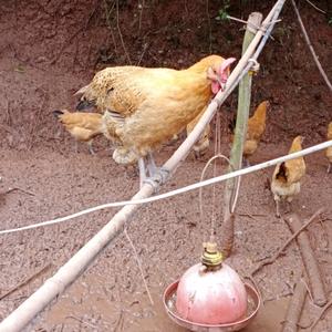 老张山野养鸡怀化芷江头像