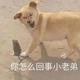 波比0312头像
