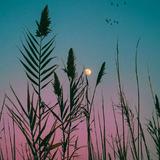 暗里着迷3421头像