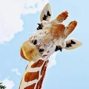 韩韩韩627的个人资料头像