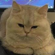 之辈辈_的个人资料头像