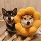 安稳也随性的个人资料头像