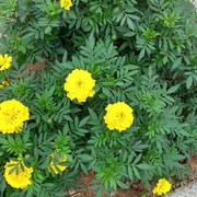 Feng953的个人资料头像