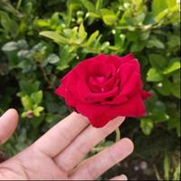 我要怎么搞头像