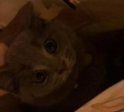 烦人狗都走开的个人资料头像
