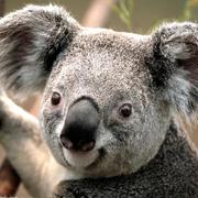 flywnx的个人资料头像