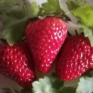 张丽原创音画音乐汇头像