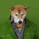 爱唱歌的西瓜的个人资料头像