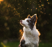 CodeMing的个人资料头像